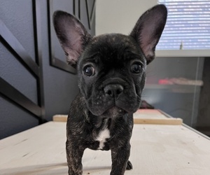 French Bulldog Puppy for sale in PROSPER, TX, USA