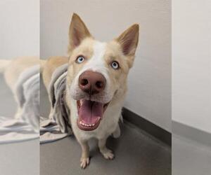 Siberian Husky Dogs for adoption in San Francisco, CA, USA