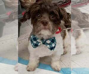 Gavin - Male Maltipoo (Miniature) Dog for Adoption - Photo #2