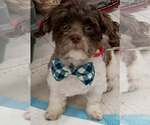 Small #1 Maltipoo (Miniature)