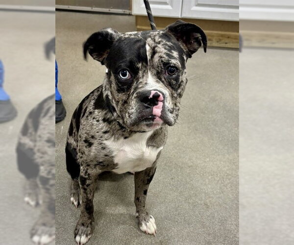 Medium Photo #1 Boxer Puppy For Sale in Dumont, NJ, USA