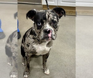 Boxer Dogs for adoption in Dumont, NJ, USA