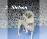 Small #1 Poodle (Miniature)