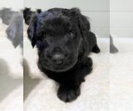 Small Photo #5 Labrador Retriever-Unknown Mix Puppy For Sale in Cary, NC, USA