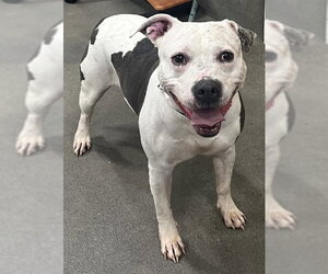 Mutt Dogs for adoption in Forestville, MD, USA