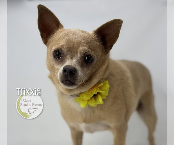 Medium Photo #3 Chihuahua Puppy For Sale in Benton, LA, USA