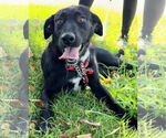 Small #4 Labrador Retriever Mix