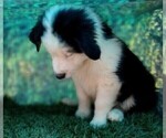 Small Photo #19 Australian Shepherd Puppy For Sale in SYLVA, NC, USA