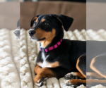 Small Photo #5 Doberman Pinscher-Unknown Mix Puppy For Sale in Buffalo, MN, USA
