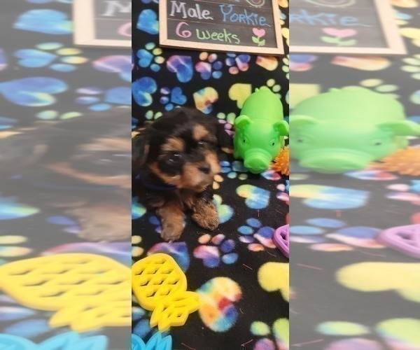 Medium Photo #106 Yorkshire Terrier Puppy For Sale in AKRON, OH, USA