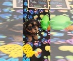 Small Photo #106 Yorkshire Terrier Puppy For Sale in AKRON, OH, USA