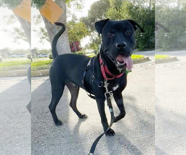 Medium Photo #3 Mutt Puppy For Sale in Pompano Beach , FL, USA