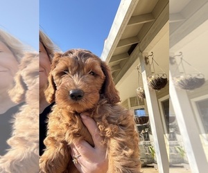 Medium Goldendoodle (Miniature)