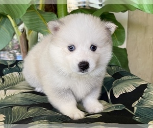 Pomsky-Siberian Husky Mix Puppy for sale in WINDERMERE, FL, USA