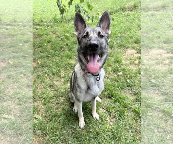 Medium Photo #3 German Shepherd Dog Puppy For Sale in Stephens City, VA, USA