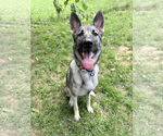 Small #2 German Shepherd Dog