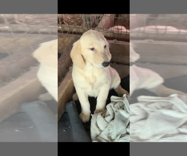 Medium Photo #10 Golden Retriever Puppy For Sale in MERCED, CA, USA