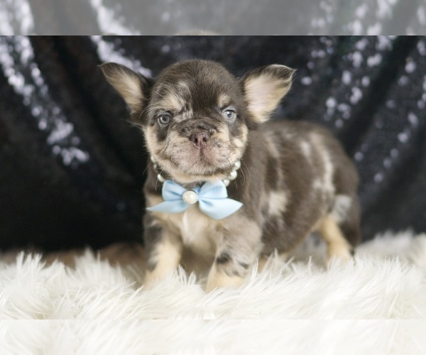 Medium Photo #3 French Bulldog Puppy For Sale in WARSAW, IN, USA