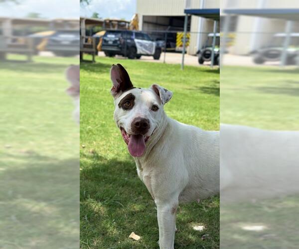 Medium Photo #1 Staffordshire Bull Terrier Puppy For Sale in Sugar Land, TX, USA