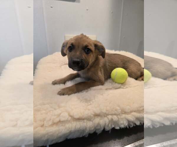 Medium Photo #10 Boxer-German Shepherd Dog Mix Puppy For Sale in SHERBURNE, NY, USA