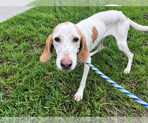 Treeing Walker Coonhound Dogs for adoption in Ocala, FL, USA