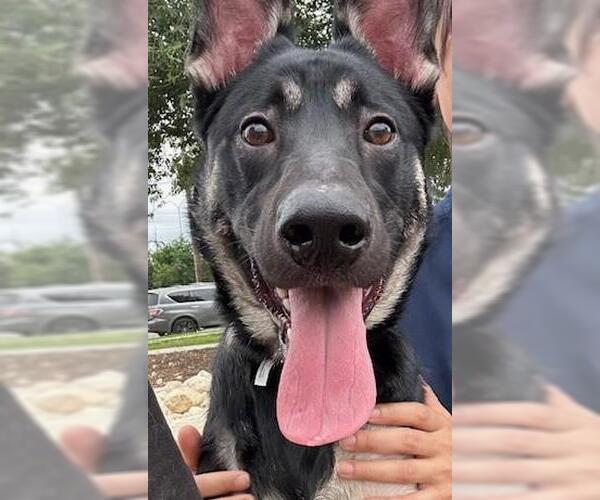 Medium Photo #1 German Shepherd Dog-Unknown Mix Puppy For Sale in San Antonio, TX, USA