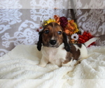 Small #12 Dachshund