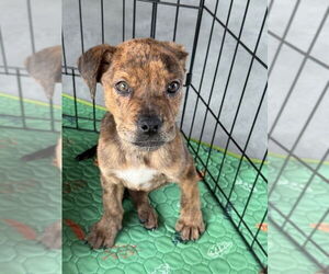 Catahoula Leopard Dog-Labrador Retriever Mix Dogs for adoption in GILBERTS, IL, USA