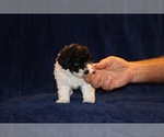 Small #5 Poodle (Toy)