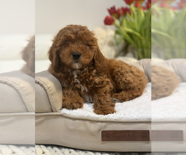 Medium Photo #5 Cock-A-Poo Puppy For Sale in MONTPELIER, VA, USA