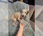 Small #3 Poodle (Miniature) Mix