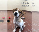 Small Labrador Retriever Mix