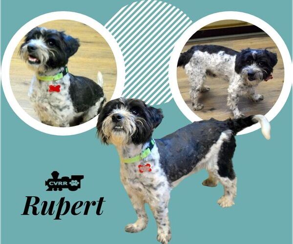 Medium Photo #1 Mutt Puppy For Sale in Lindsay, CA, USA