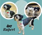 Rupert (Ritzy) - Female Mutt Dog for Adoption - Small photo