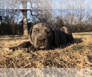 Cane Corso Puppy for sale in WELLSTON, OK, USA