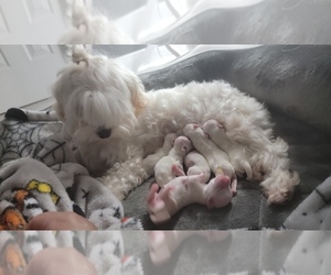 Mother of the Maltese puppies born on 05/03/2025