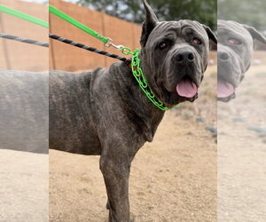 Mutt Dogs for adoption in Goodyear, AZ, USA