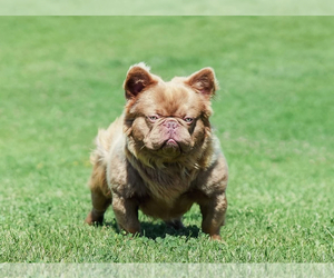 Father of the French Bulldog puppies born on 07/13/2025