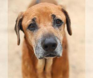 Black Mouth Cur Dogs for adoption in San Antonio, TX, USA