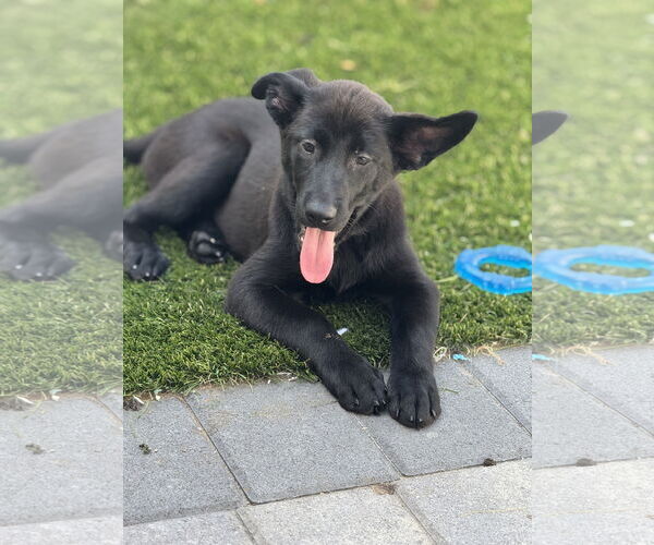 Medium Photo #9 Labrador Retriever-Unknown Mix Puppy For Sale in San Diego, CA, USA