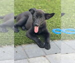 Small #8 Labrador Retriever Mix