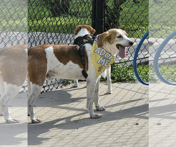 Medium Photo #2 Mutt Puppy For Sale in Tampa, FL, USA
