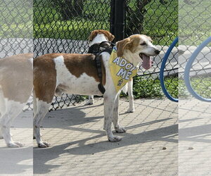 Duncan Hines - Male Mutt Dog for Adoption - Photo #2