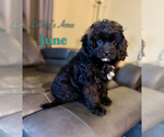 Puppy June Cavapoo