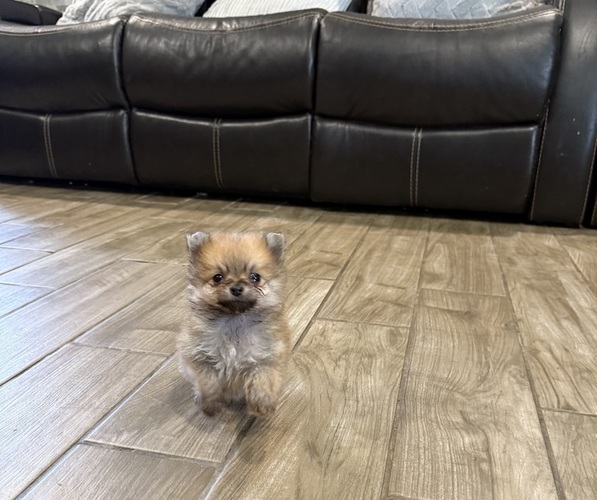 Medium Photo #4 Pomeranian Puppy For Sale in DALLAS, TX, USA