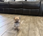Small #3 Pomeranian
