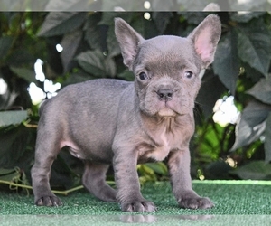 French Bulldog Puppy for sale in BOSTON, MA, USA