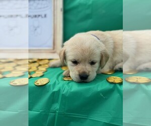 Labrador Retriever Puppy for sale in MAYSVILLE, GA, USA