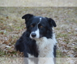 Small Border Collie