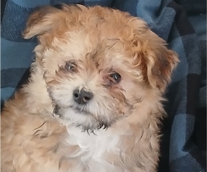 Havanese Puppy for sale in HONEY BROOK, PA, USA